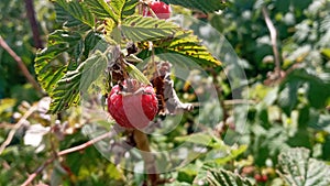 Raspberry plant, raspberry bush. Ripe raspberry on branch in fruit garden