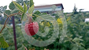 Raspberry plant, raspberry bush. Ripe raspberry on branch in fruit garden