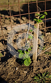 Raspberry plant