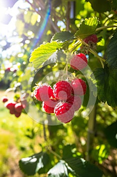 Raspberry plant with ripe red raspberries outside on sunny day in an orchard, generative AI