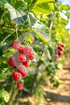 Raspberry plant with ripe red raspberries outside on sunny day in an orchard, generative AI