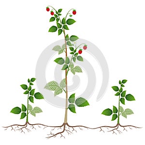 Raspberry plant with root suckers on a white background.