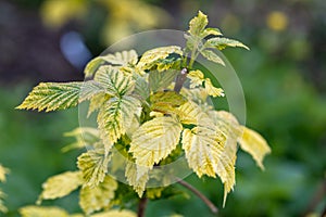 Raspberry plant with yellow leaves, green veins. Nutrient deficiency. Probably lack of iron. Gardening problem.