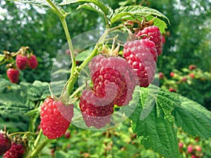 Raspberry plantation