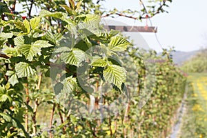 Raspberry plantation