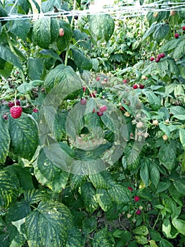 Raspberry plantation net protected