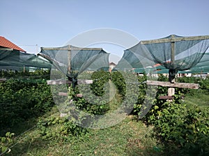 Raspberry plantation net protected