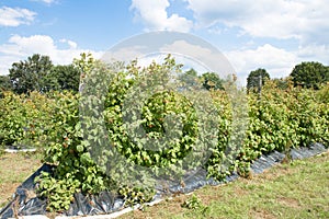 Raspberry Plants