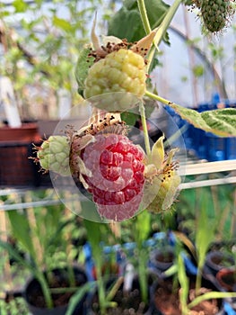 Raspberry plants close up