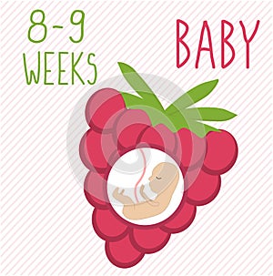 Raspberry. pregnancy development, size of embryo for 26-27 weeks. compare with fruits. Human fetus inside the womb 2 months