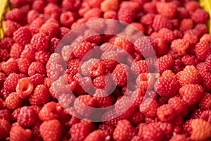 Raspberry - red fresh berryes background