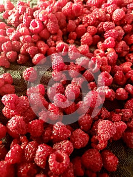 Raspberry red fruit harvesting farm season