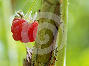 Raspberry, or red raspberry or raspberry near the stalk