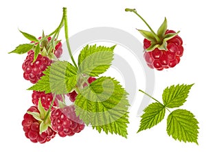 Raspberry red ripe berries set on branch with green leaves isolated on white background