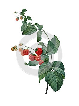 Raspberry | Redoute Botanical Illustrations photo