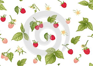 Raspberry. Ripe berries on branch. Seamless pattern, background.