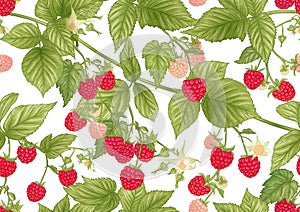 Raspberry. Ripe berries on branch. Seamless pattern, background.