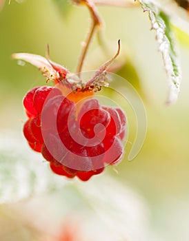 Raspberry - Rubus idaeus