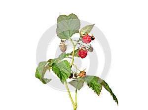 Raspberry (Rubus idaeus)