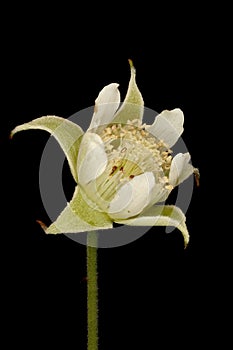 Raspberry (Rubus idaeus). Flower Closeup photo