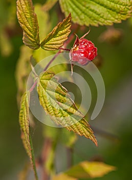 Raspberry - Rubus idaeus - Fruit & Leaves