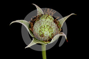 Raspberry (Rubus idaeus). Immature Fruit Closeup photo