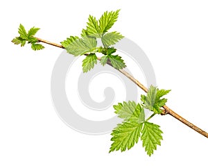 Raspberry sapling