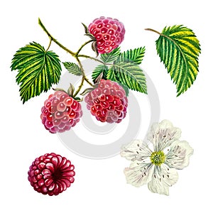 Raspberry. Set of raspberry branch with berries, leaves and flower watercolor illustration. Isolated on white background