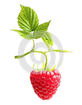 Raspberry twig with ripe berry isolated