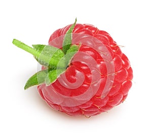 Raspberry twig with ripe berry isolated