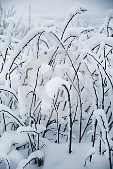 Raspberry twigs covered with snow