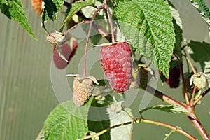 Raspberry variety `Cap of Monomakh` in the garden in summer.