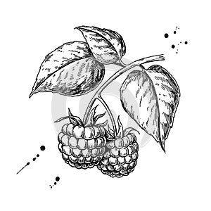 Raspberry vector drawing. Isolated berry branch sketch on white
