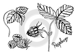 Raspberry vector drawing. Isolated berry branch sketch on white background. Summer fruit engraved style illustration. Detailed