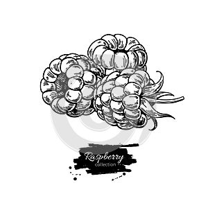 Raspberry vector drawing. Isolated berry branch sketch on white
