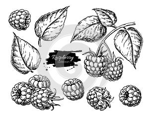 Raspberry vector drawing. Isolated berry branch sketch on white photo