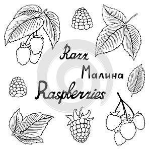 Raspberry vector drawing. Isolated sketch of a branch of a berry on a white background. Summer season. Idea for your design,