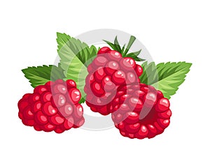 Raspberry. Vector illustration.