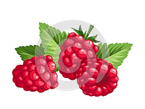 Raspberry. Vector illustration. photo