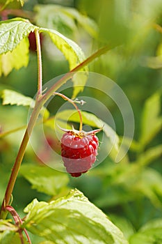 Raspberry. Yellowness in the leaves of raspberries