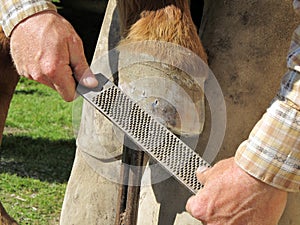 Rasping a Horseshoe and Hoof