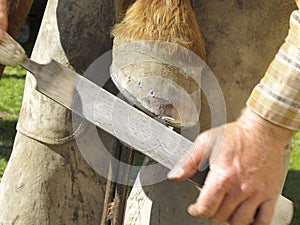 Rasping a Horseshoe and Hoof photo