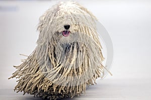 Rasta Poodle white dog coming to you