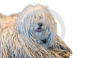 Rasta Poodle white dog on white background