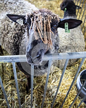 Rasta wooly black sheep with orange dreadlocks head shot