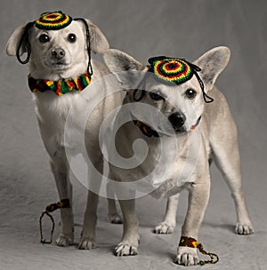 Rastafarian Dogs