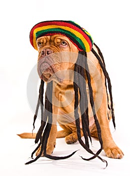 Rastafarian Hat Dog