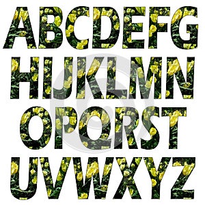 Raster set of textured letters of the Latin alphabet. Natural floral texture, stroke. Yellow tulips, green leaves on dark.