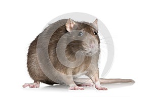 Rat, 1 year old, in front of white background