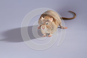 Rat photo